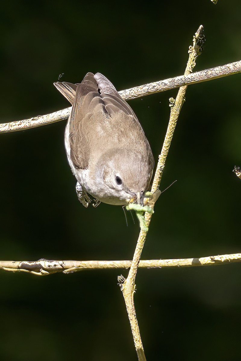 Garden Warbler - ML620706180