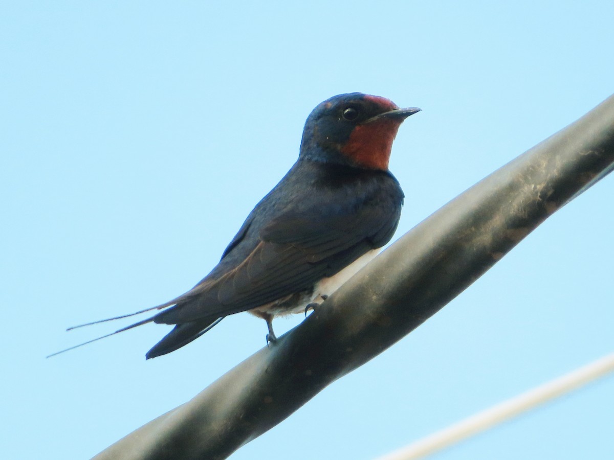 Barn Swallow - ML620706182