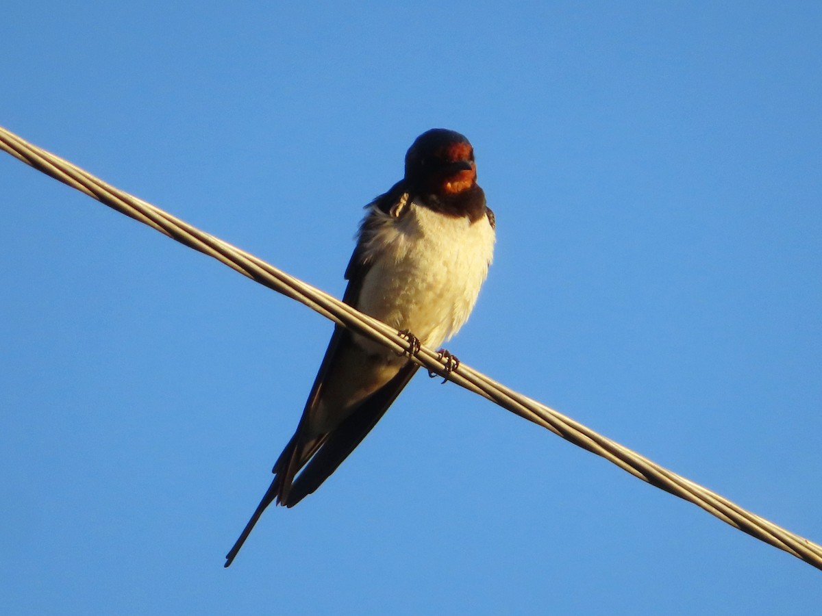 Barn Swallow - ML620706183