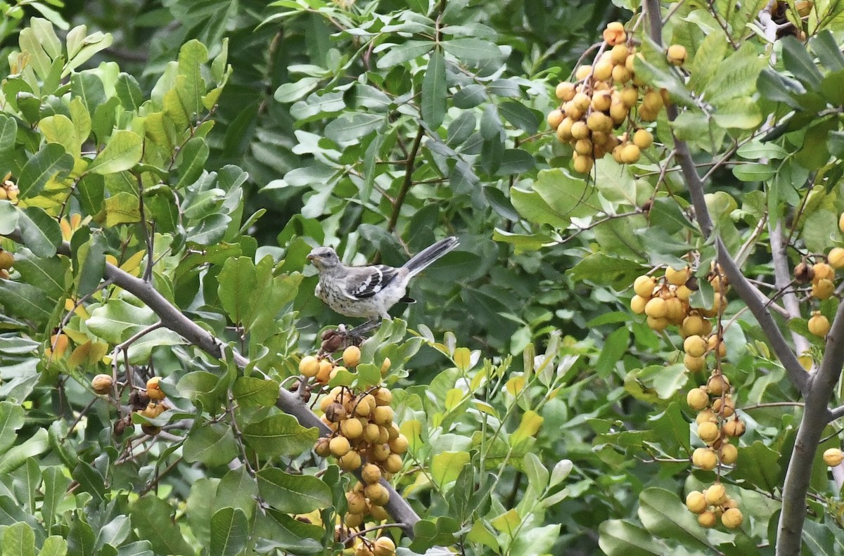 Northern Mockingbird - ML620706187