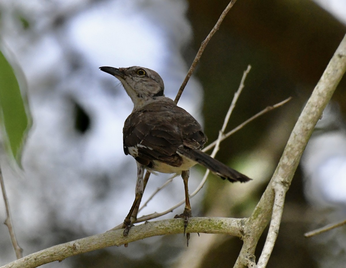 Northern Mockingbird - ML620706188