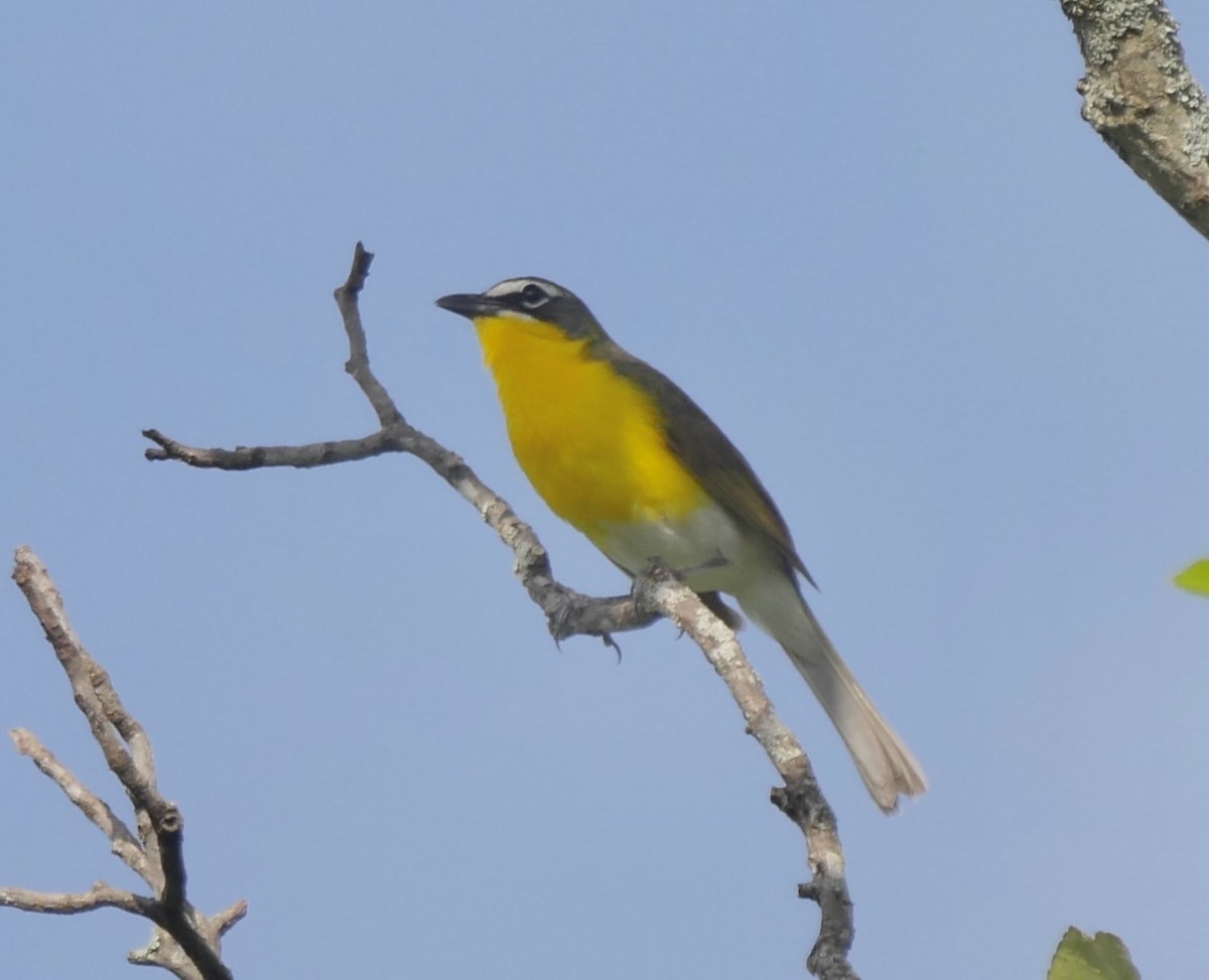 Yellow-breasted Chat - ML620706190