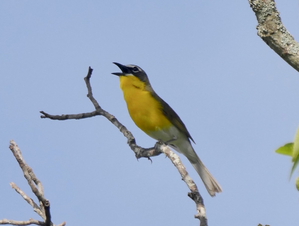 Yellow-breasted Chat - ML620706191
