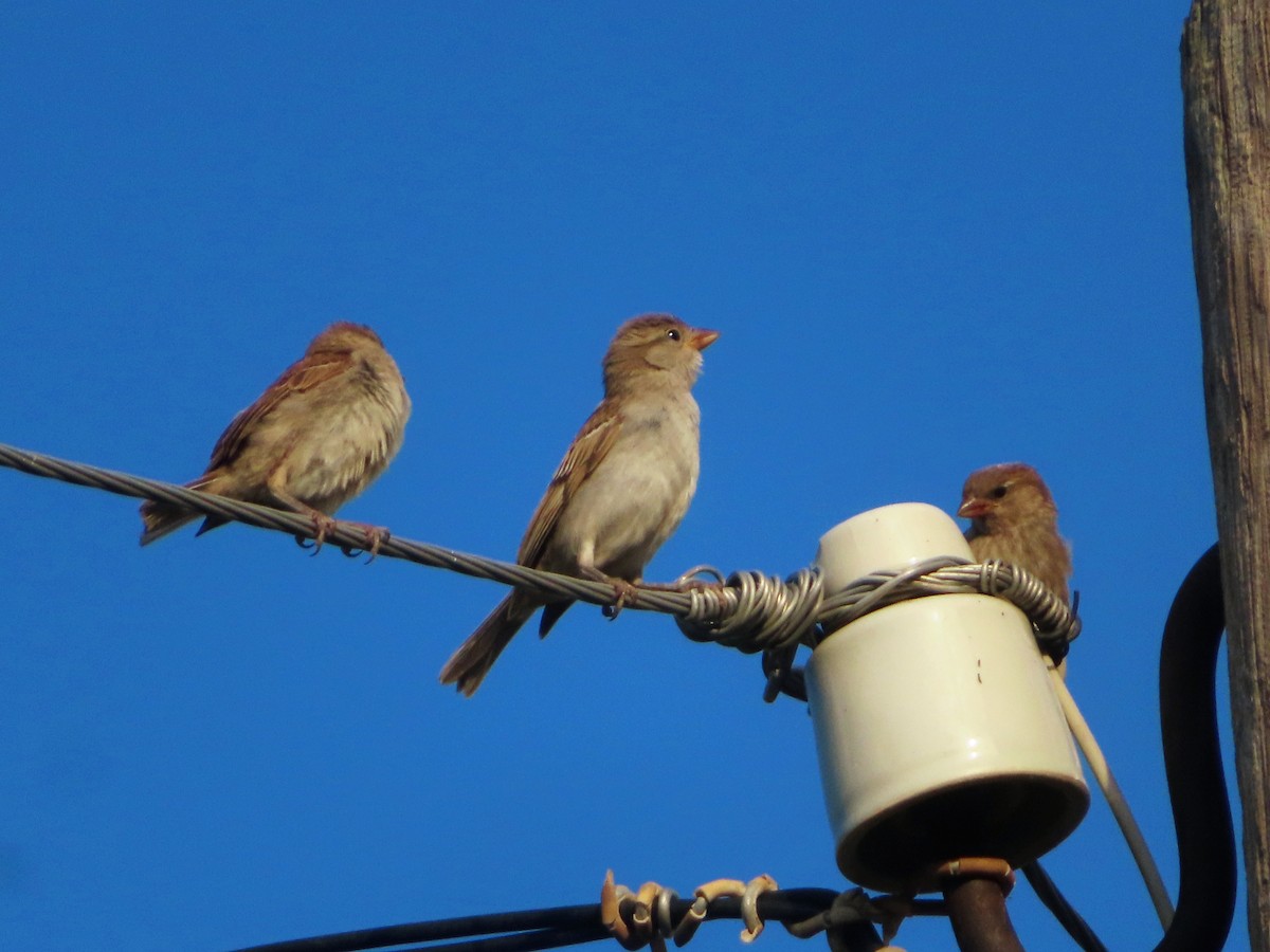 House Sparrow - ML620706192