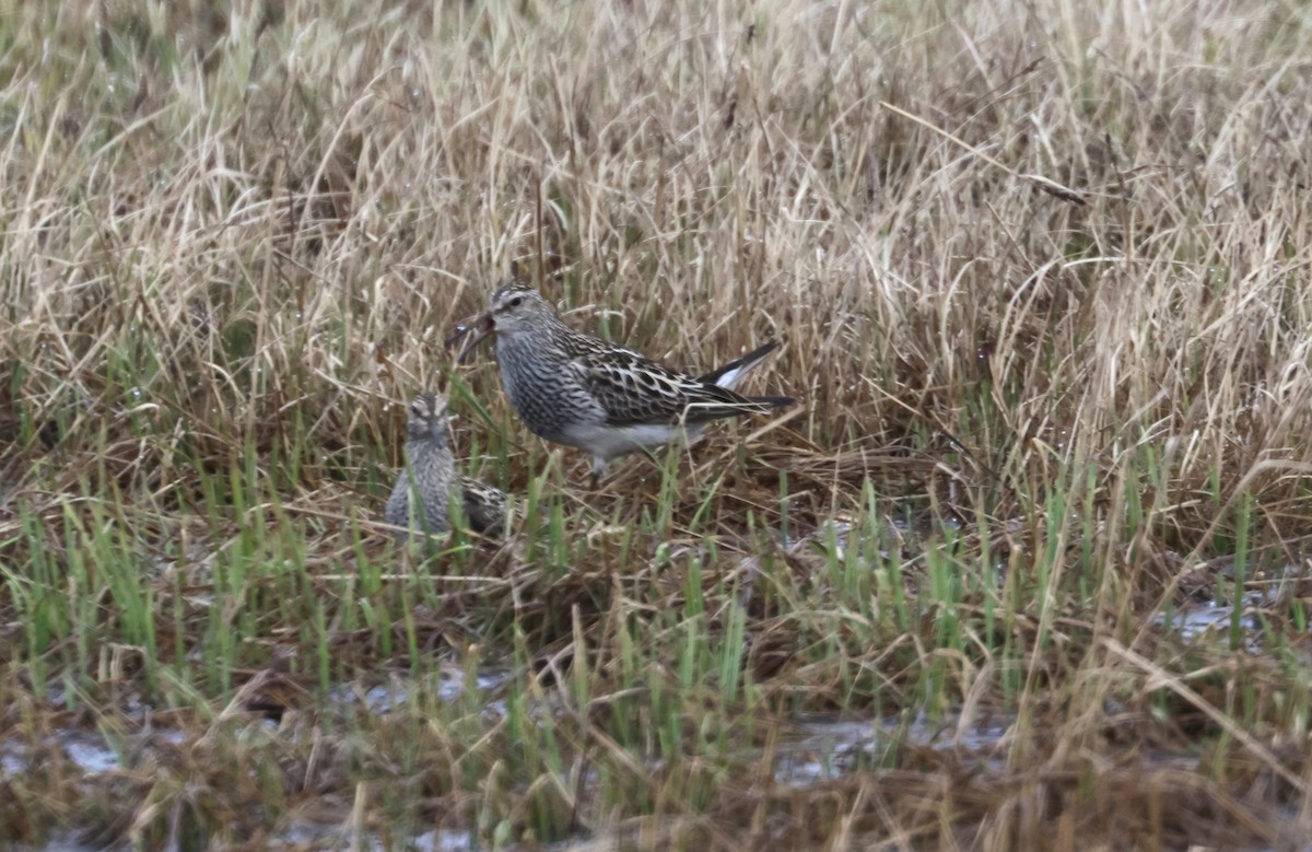 Bécasseau à poitrine cendrée - ML620706193