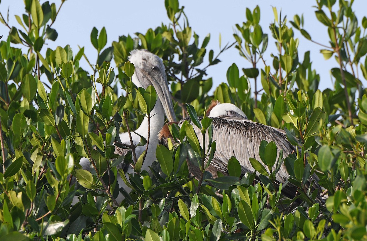 Brown Pelican - ML620706194