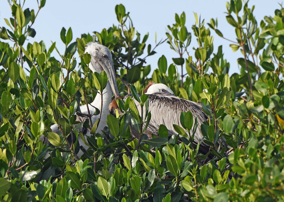 Brown Pelican - ML620706196