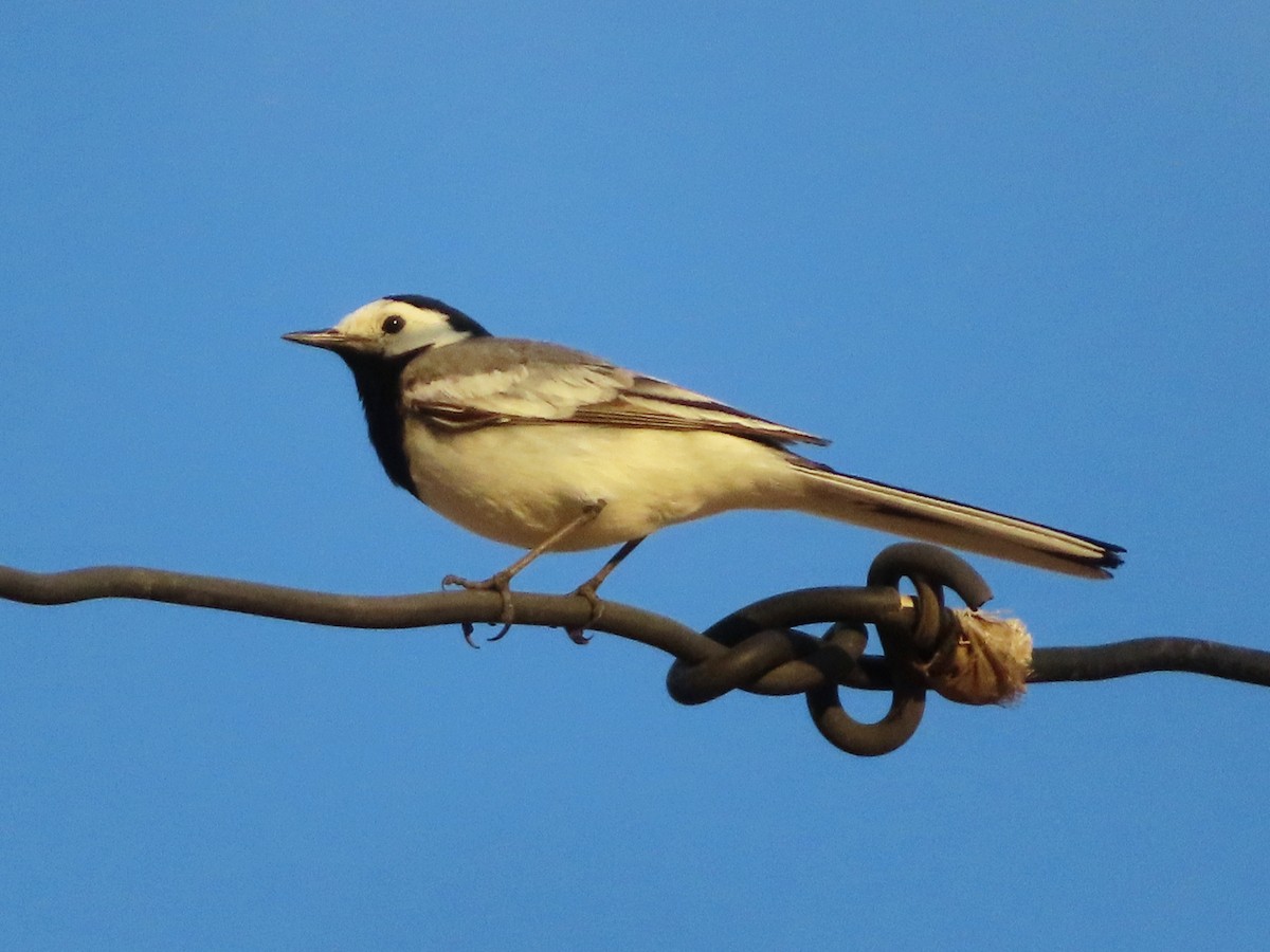 White Wagtail - ML620706197