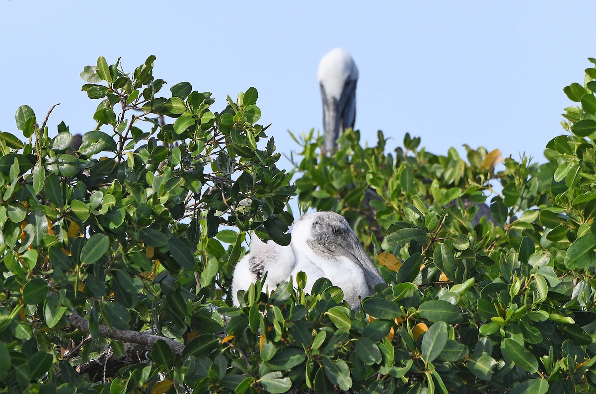 Brown Pelican - ML620706199