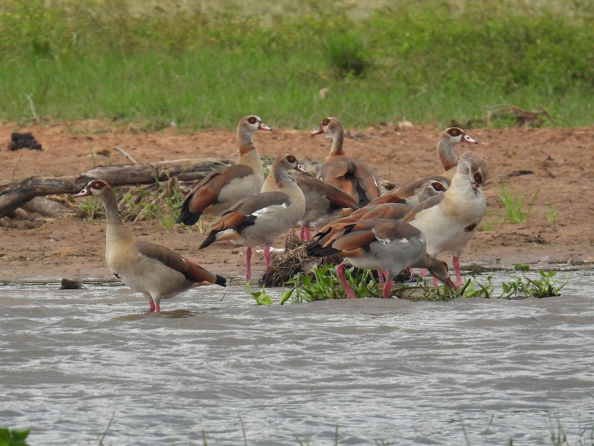 Egyptian Goose - ML620706200