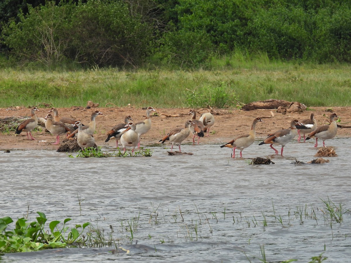 Egyptian Goose - ML620706201