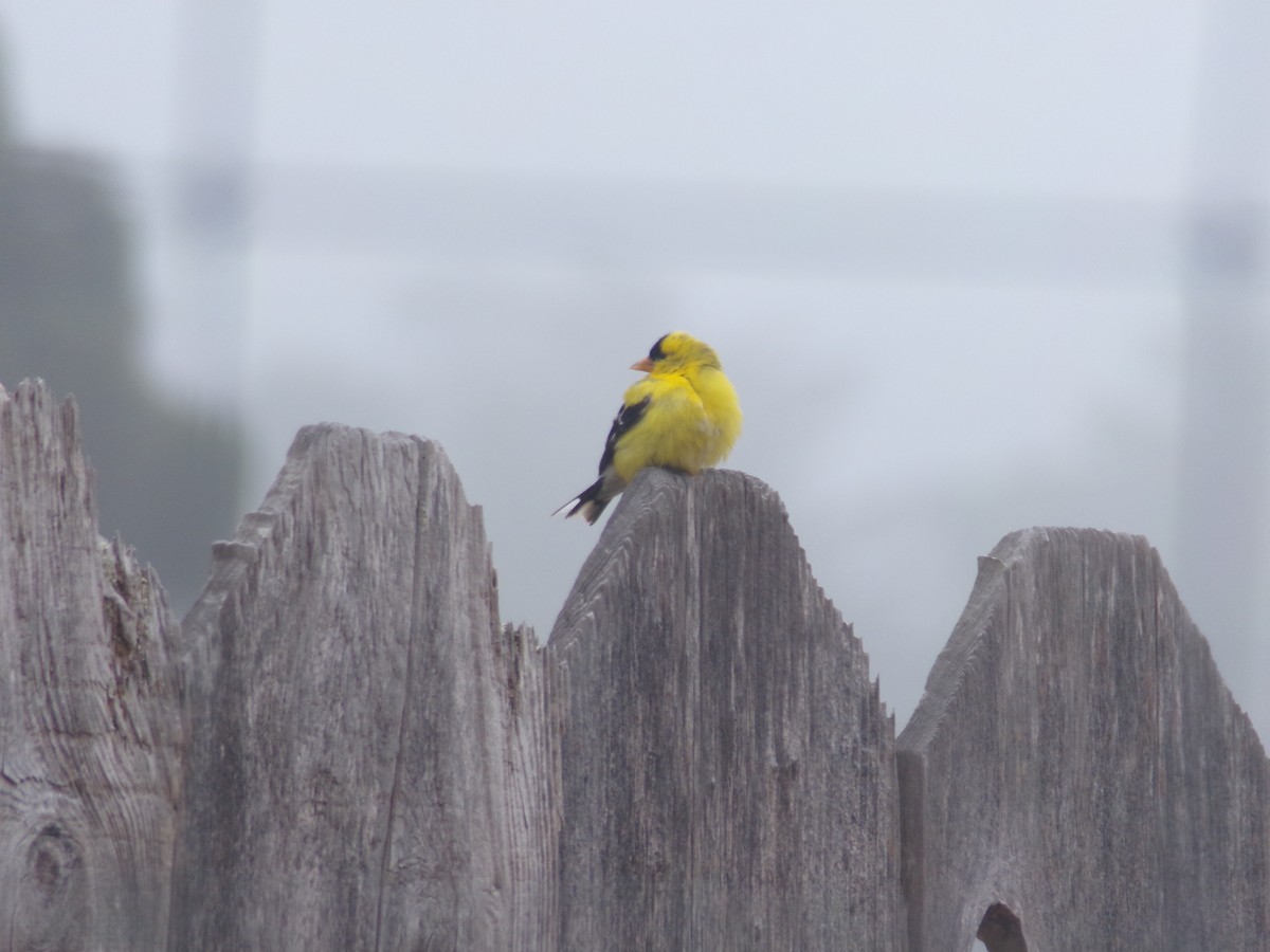 Chardonneret jaune - ML620706202