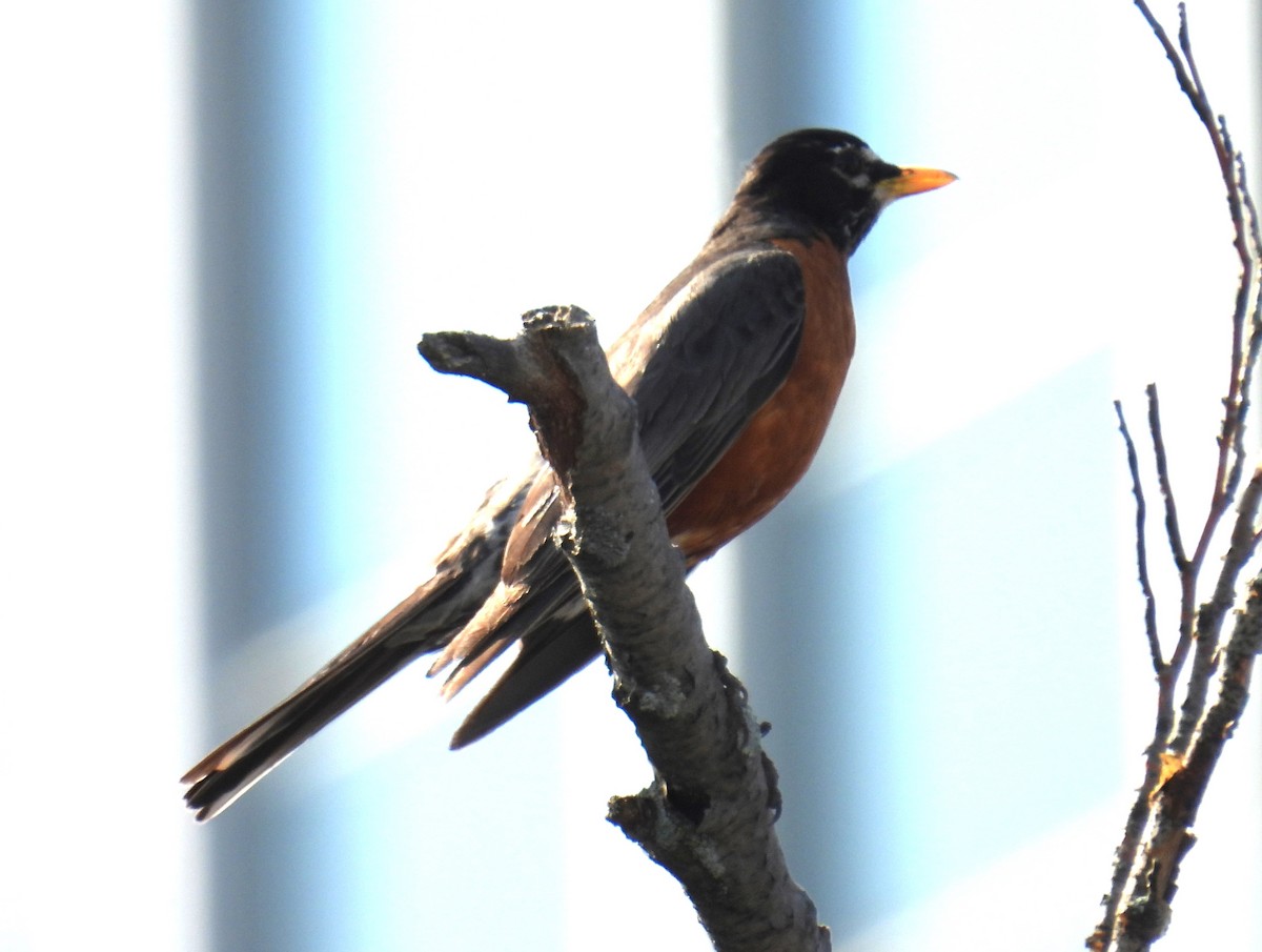 American Robin - ML620706203