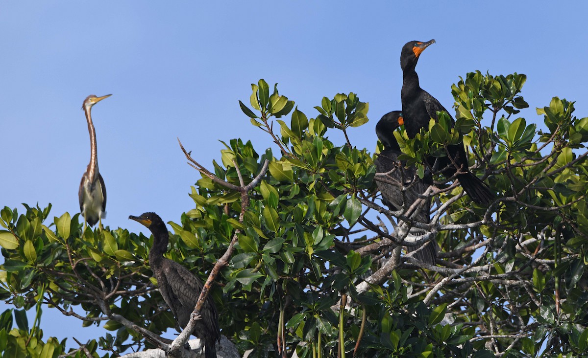 Tricolored Heron - ML620706204