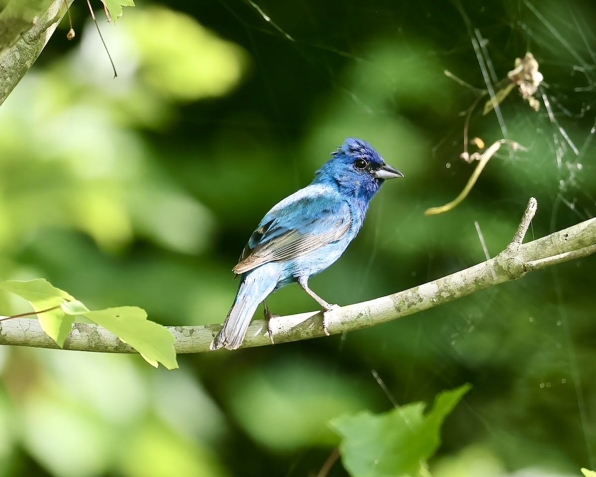 Indigo Bunting - ML620706205