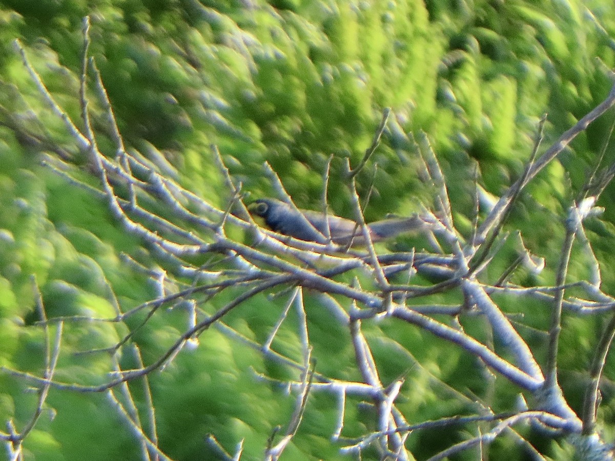 Canada Warbler - ML620706206