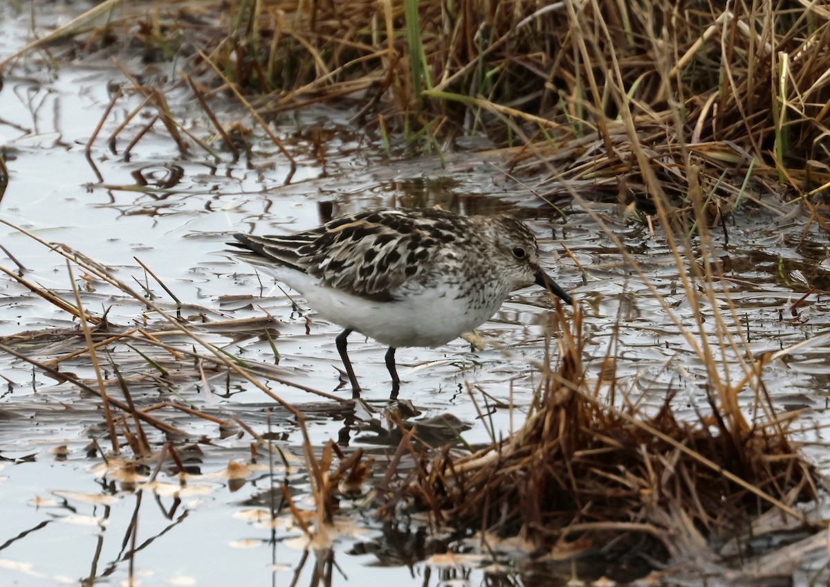 Semipalmated Sandpiper - ML620706207