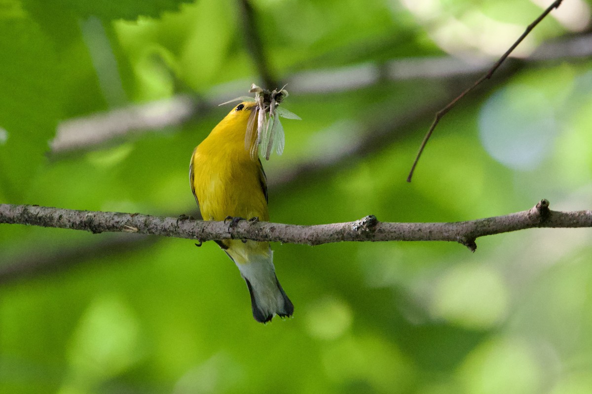 Prothonotary Warbler - ML620706209