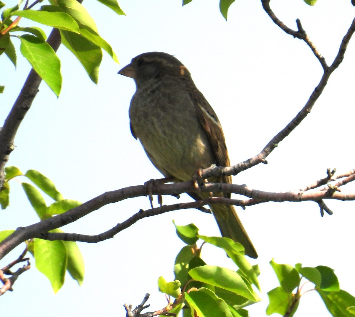 House Sparrow - ML620706211