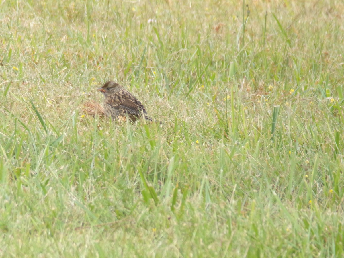 White-crowned Sparrow - ML620706214