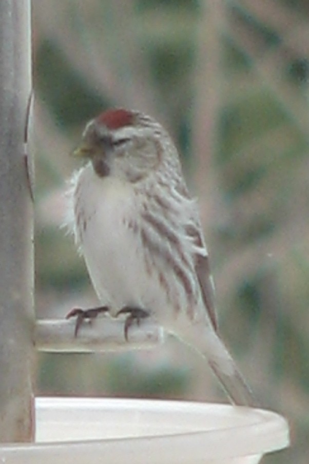 Hoary Redpoll - ML620706215