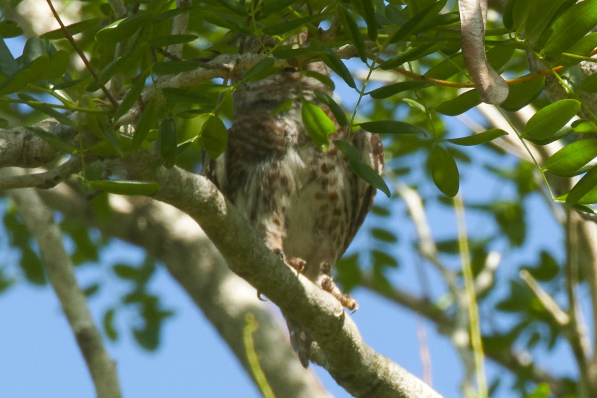 Cuban Pygmy-Owl - ML620706218