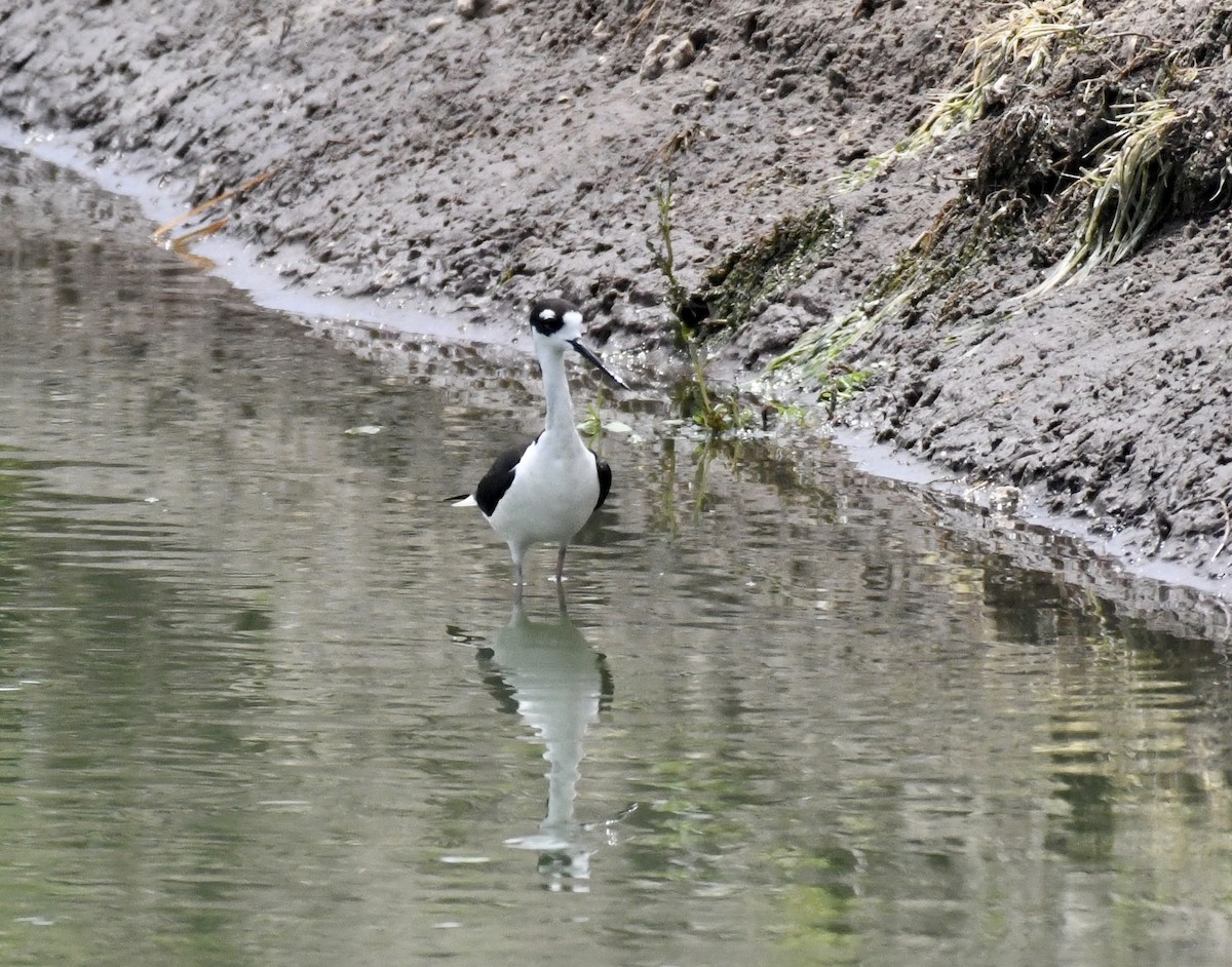 Schwarznacken-Stelzenläufer - ML620706219