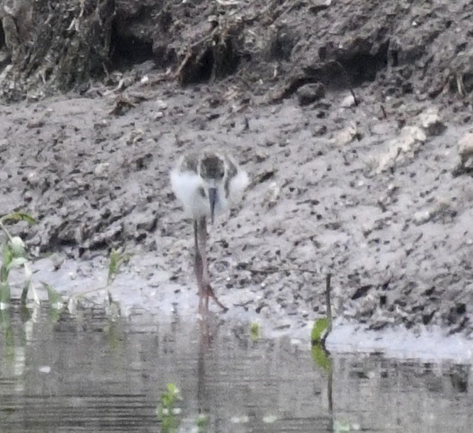 Black-necked Stilt - ML620706220