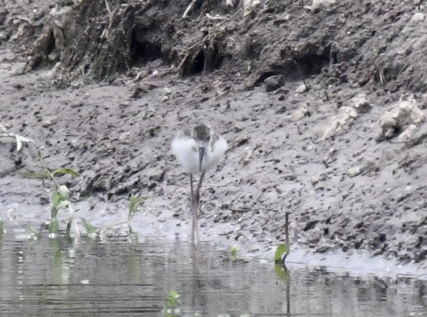 Black-necked Stilt - ML620706221