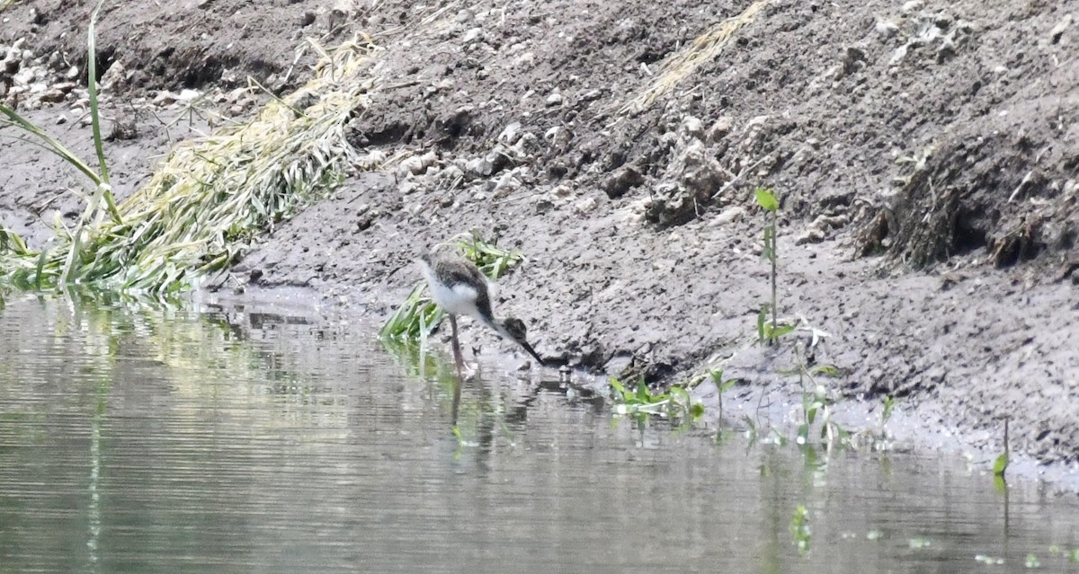 Cigüeñuela Cuellinegra - ML620706223