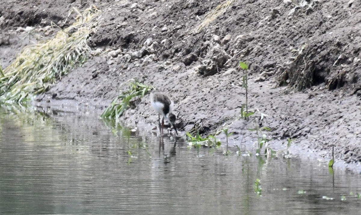 Black-necked Stilt - ML620706225