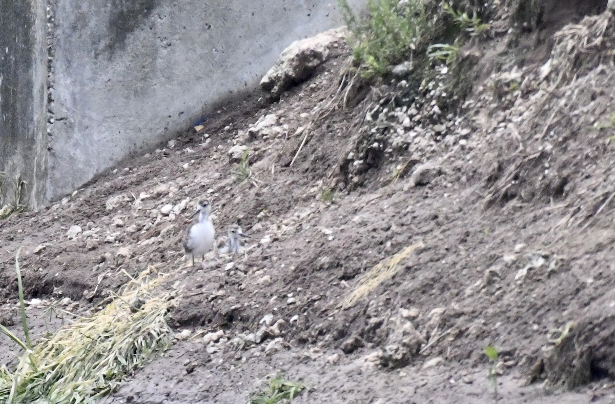 Black-necked Stilt - ML620706226