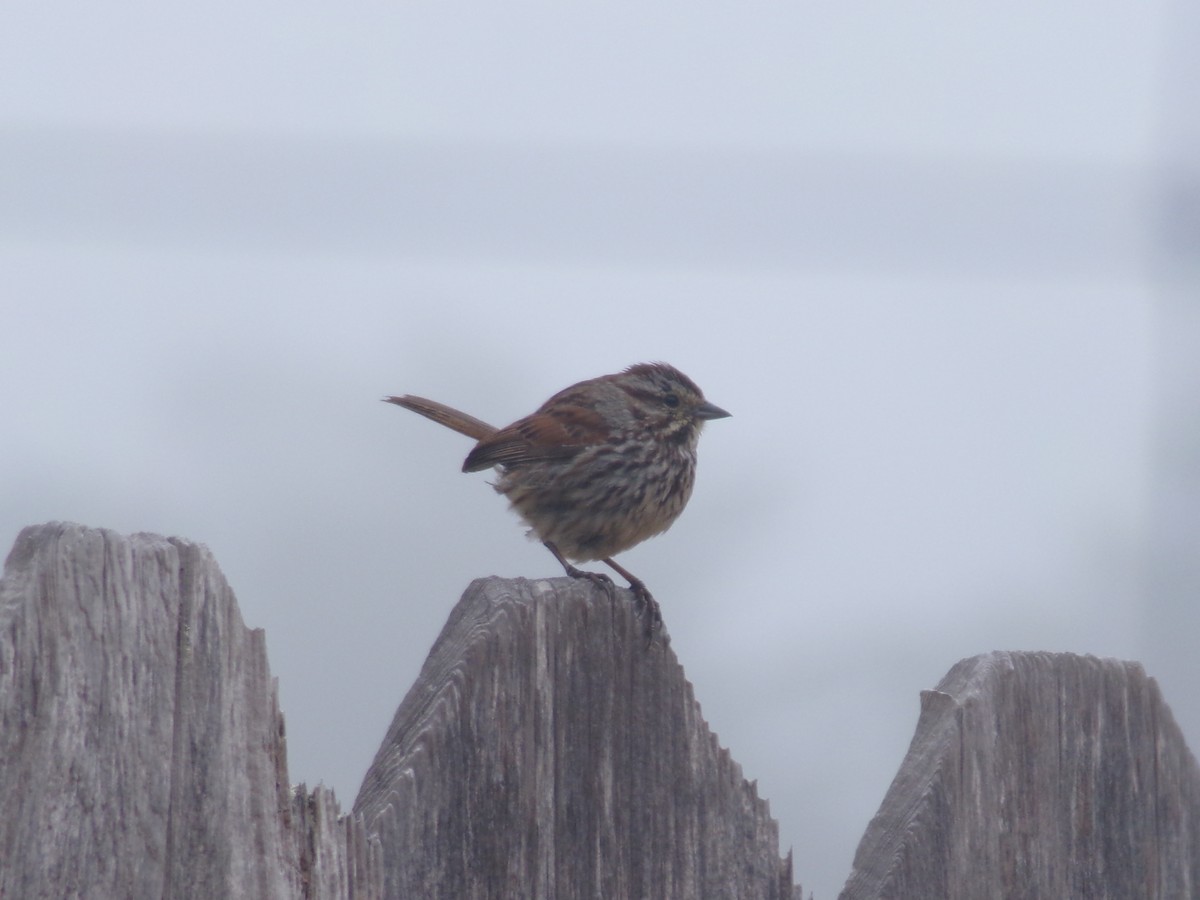 Song Sparrow - ML620706228