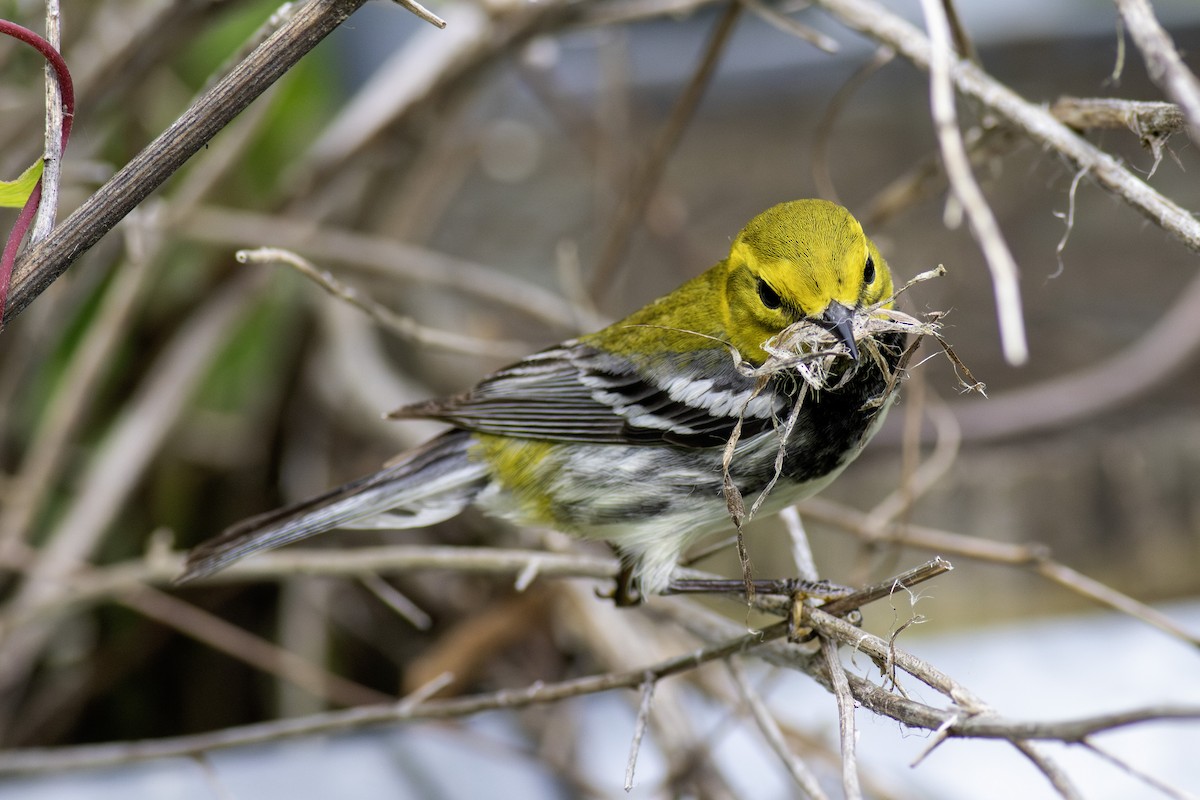 Black-throated Green Warbler - Arun Bose