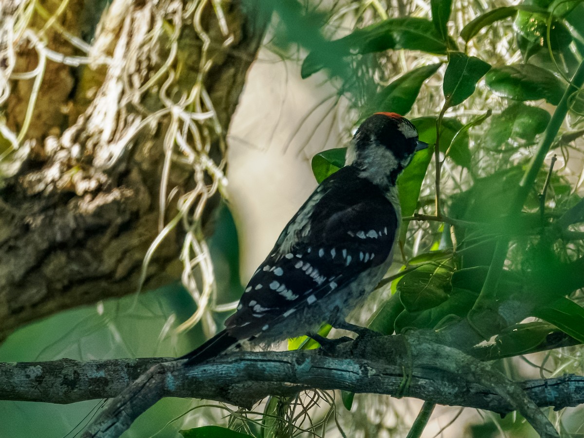 Downy Woodpecker - Rick Davis