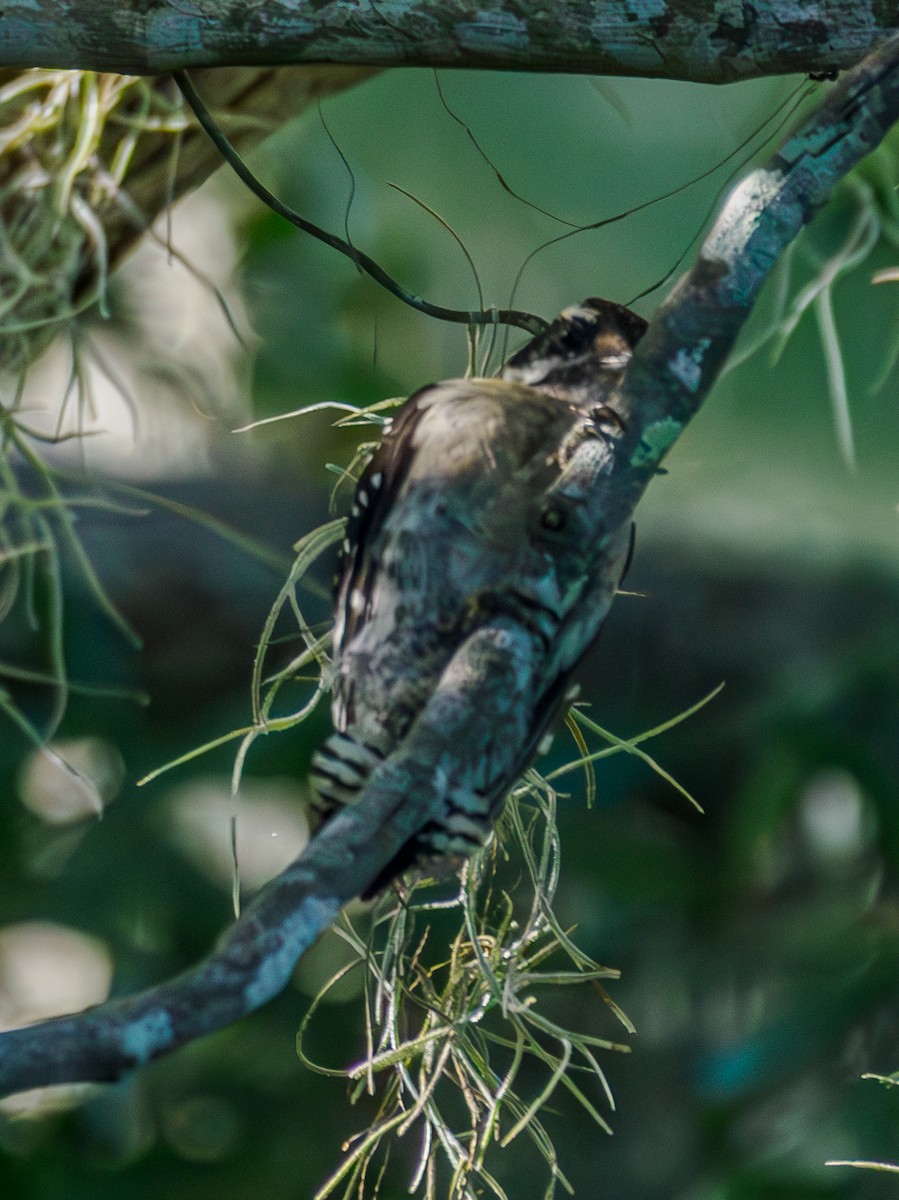 Downy Woodpecker - ML620706234