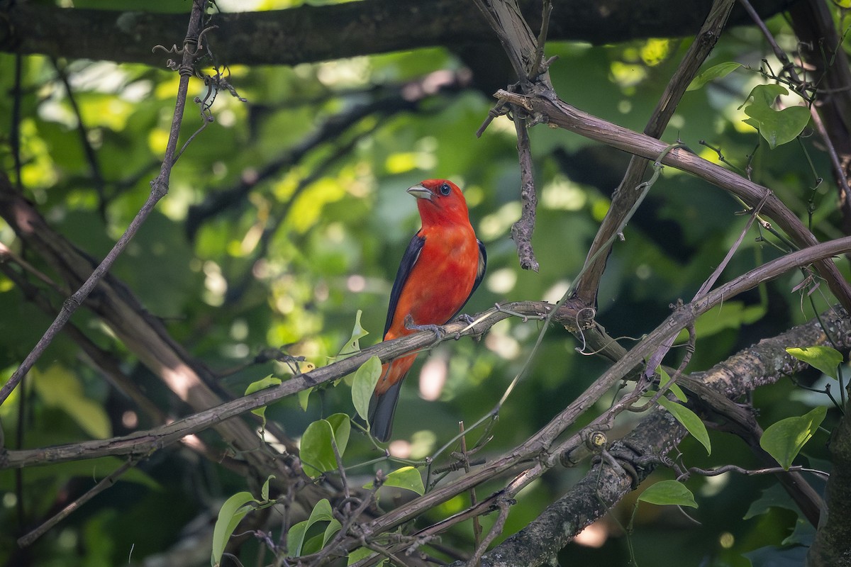 Scarlet Tanager - ML620706235