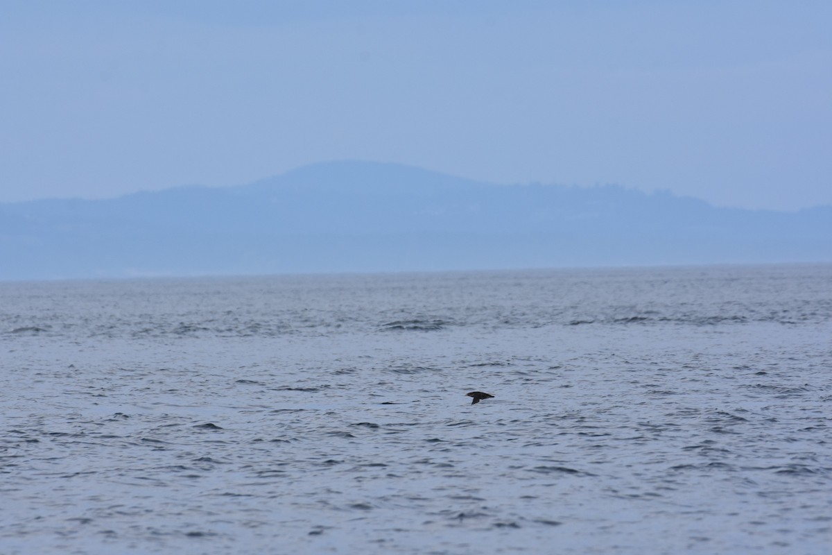 Rhinoceros Auklet - ML620706244