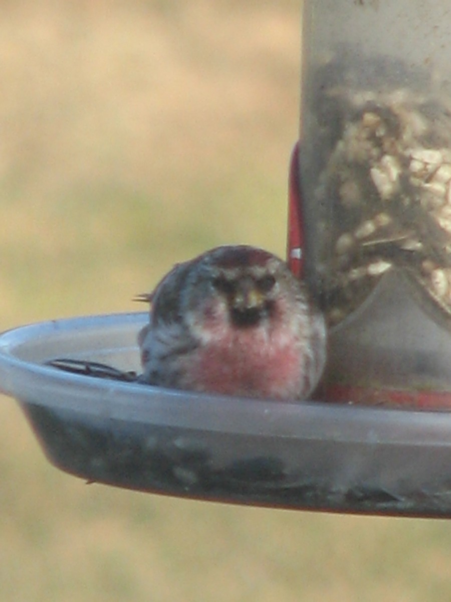 Common Redpoll - ML620706245