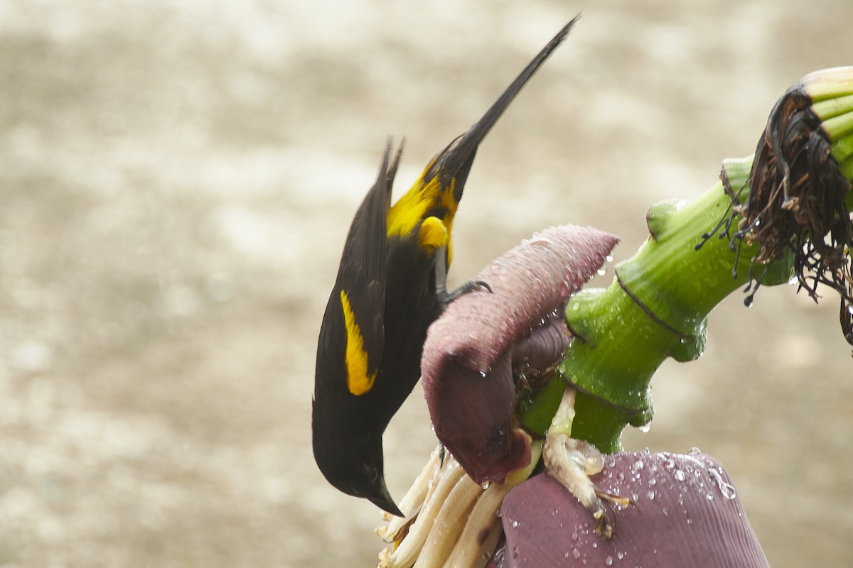 Cuban Oriole - ML620706247