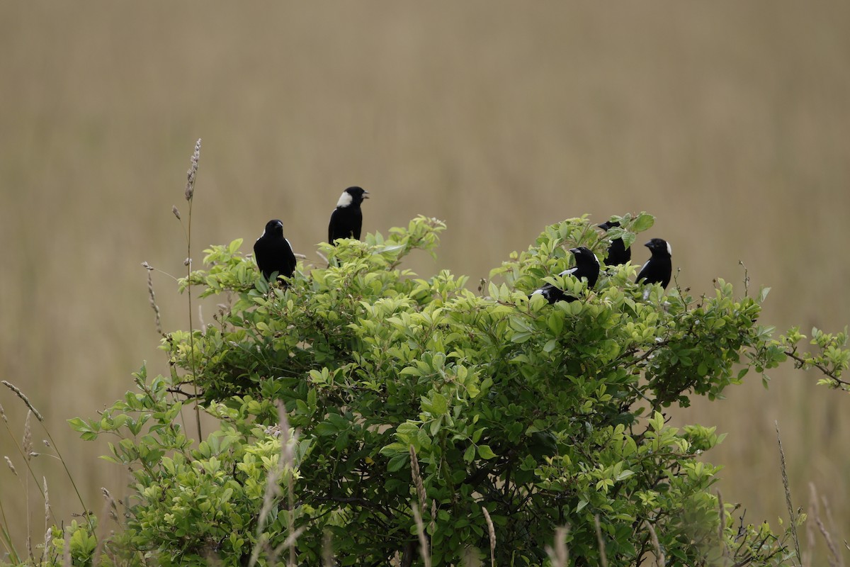 Bobolink - Lonny Garris