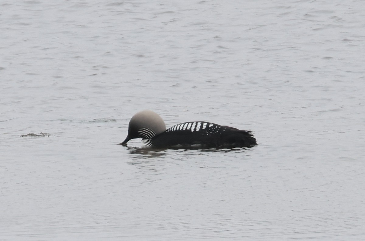 Pacific Loon - ML620706251