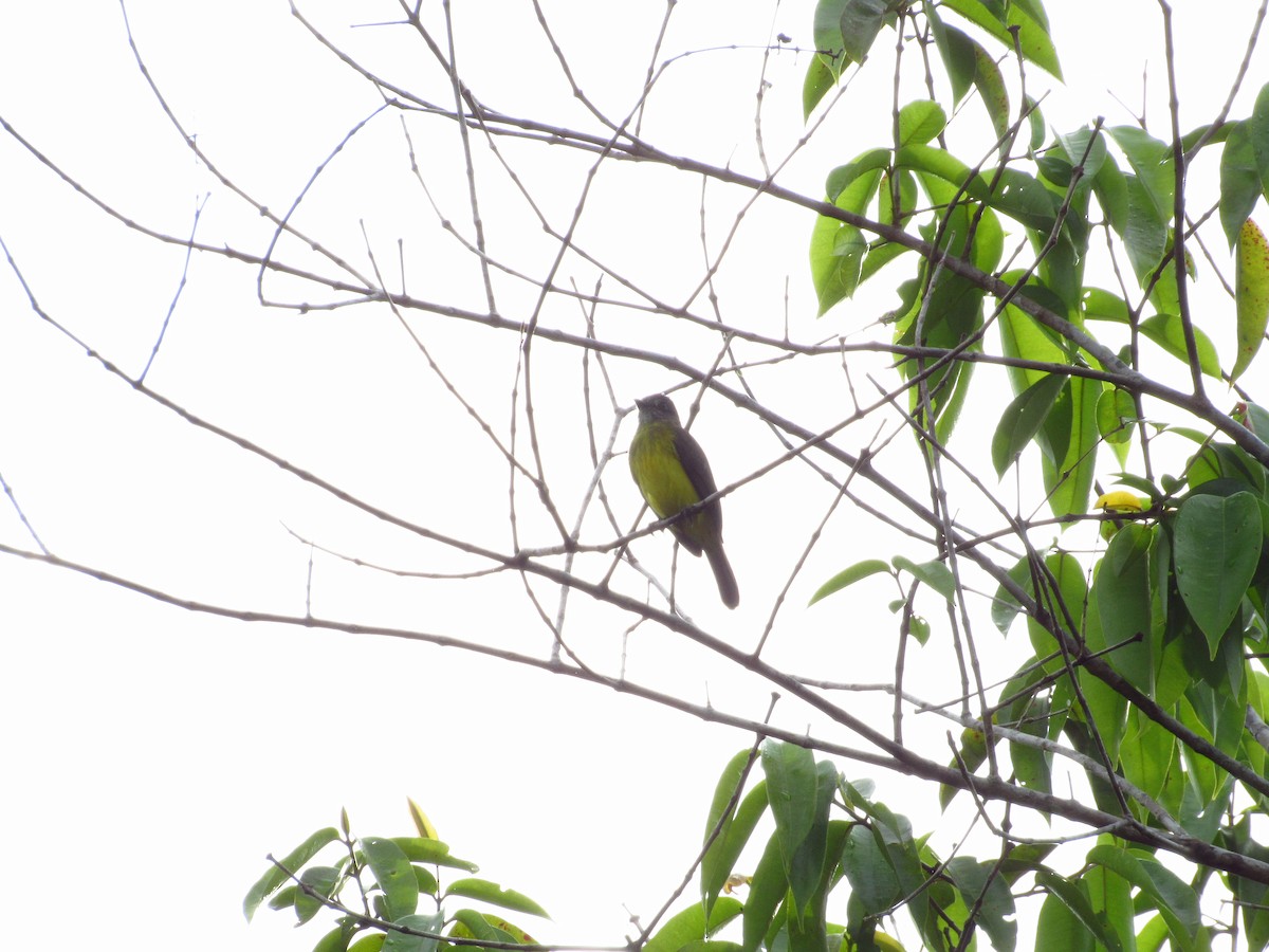 Dusky-chested Flycatcher - ML620706268