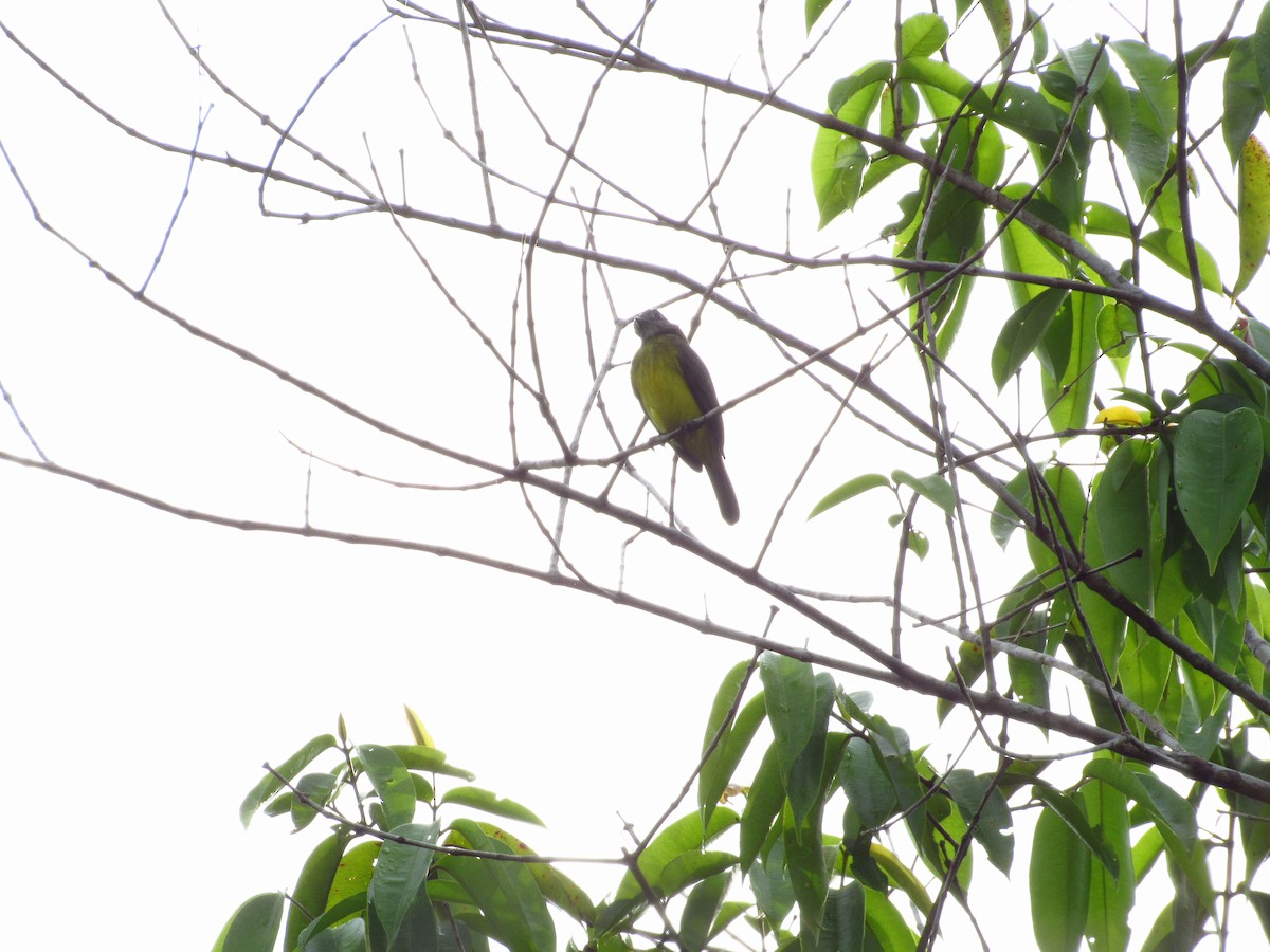 Dusky-chested Flycatcher - ML620706270