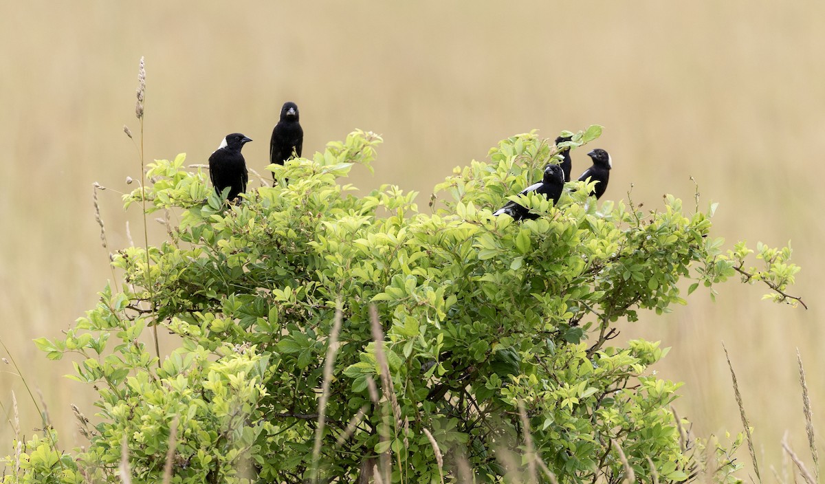 bobolink - ML620706279