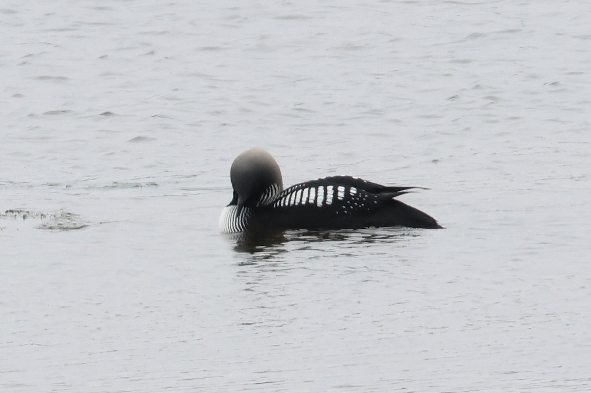 Pacific Loon - ML620706282