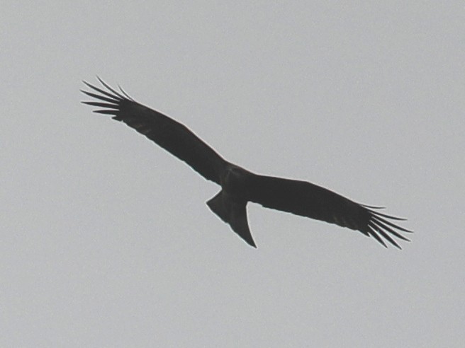 Black Kite - ML620706283