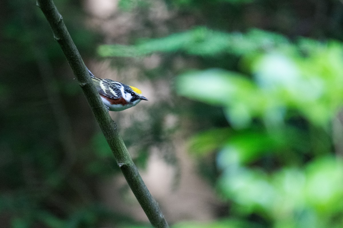 Chestnut-sided Warbler - ML620706292