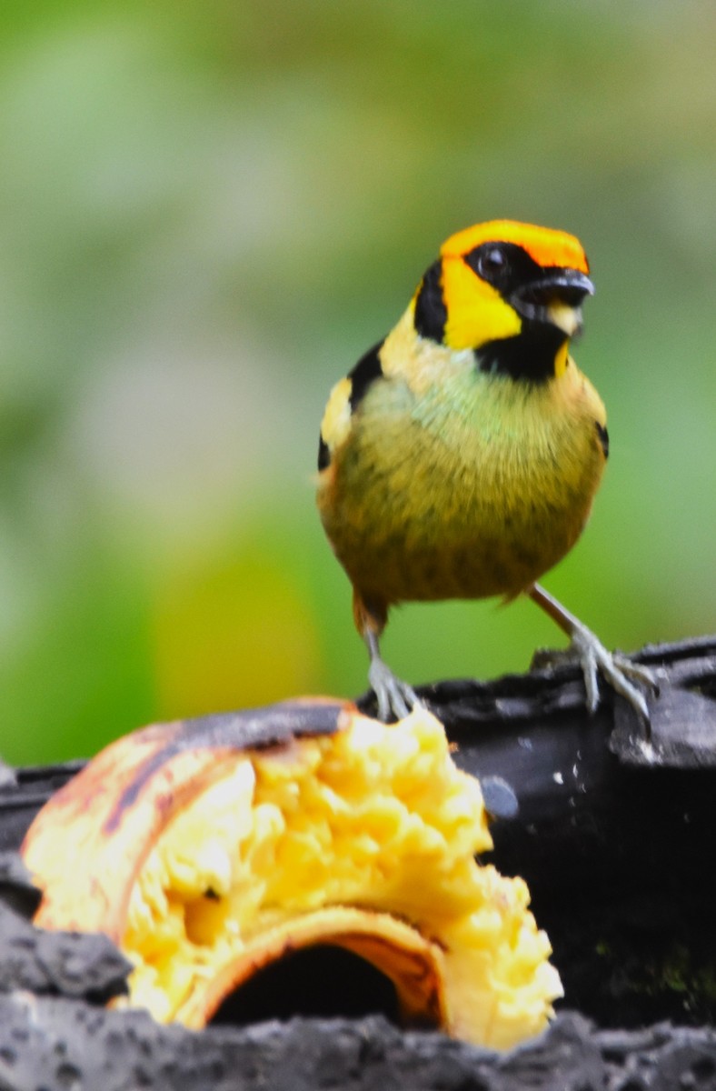 Flame-faced Tanager - ML620706297