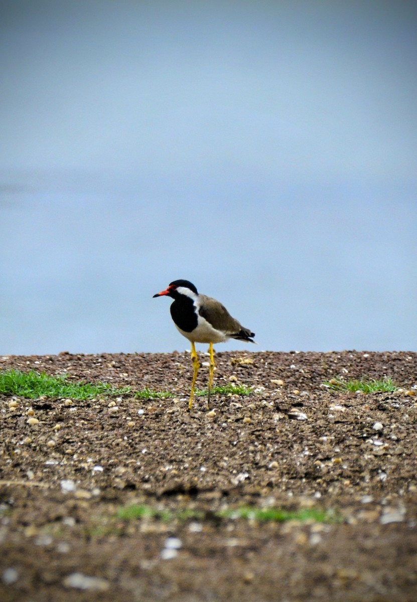 Red-wattled Lapwing - ML620706299